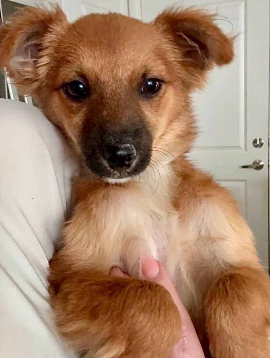 Enlarge Canela, a ADOPTABLE mixed breed in Elkton, MD image 1/4