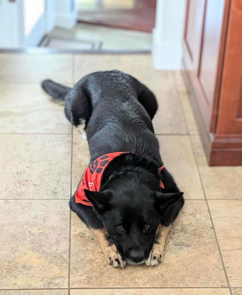 Pelusa, a Adoptable mixed breed in Caldwell, NJ image 3/3