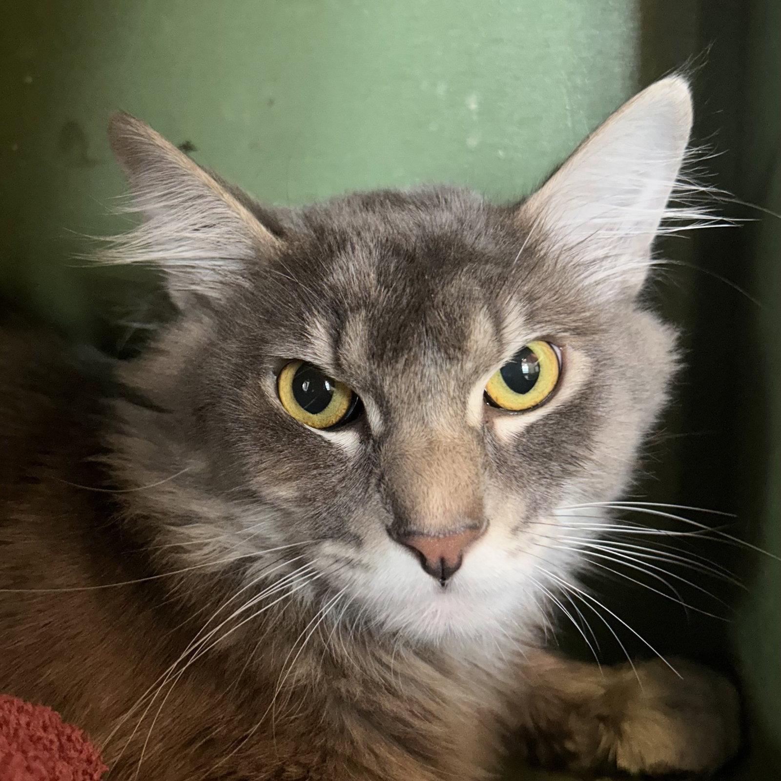 Enlarge Hans, a Adopted Tabby in Burlingame, CA image 1/1