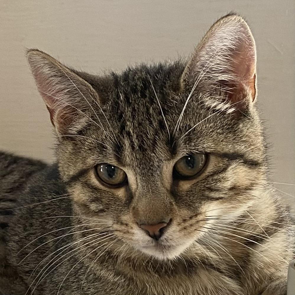 Alex, a Adoptable Tabby in Stanstead, QC image 2/3