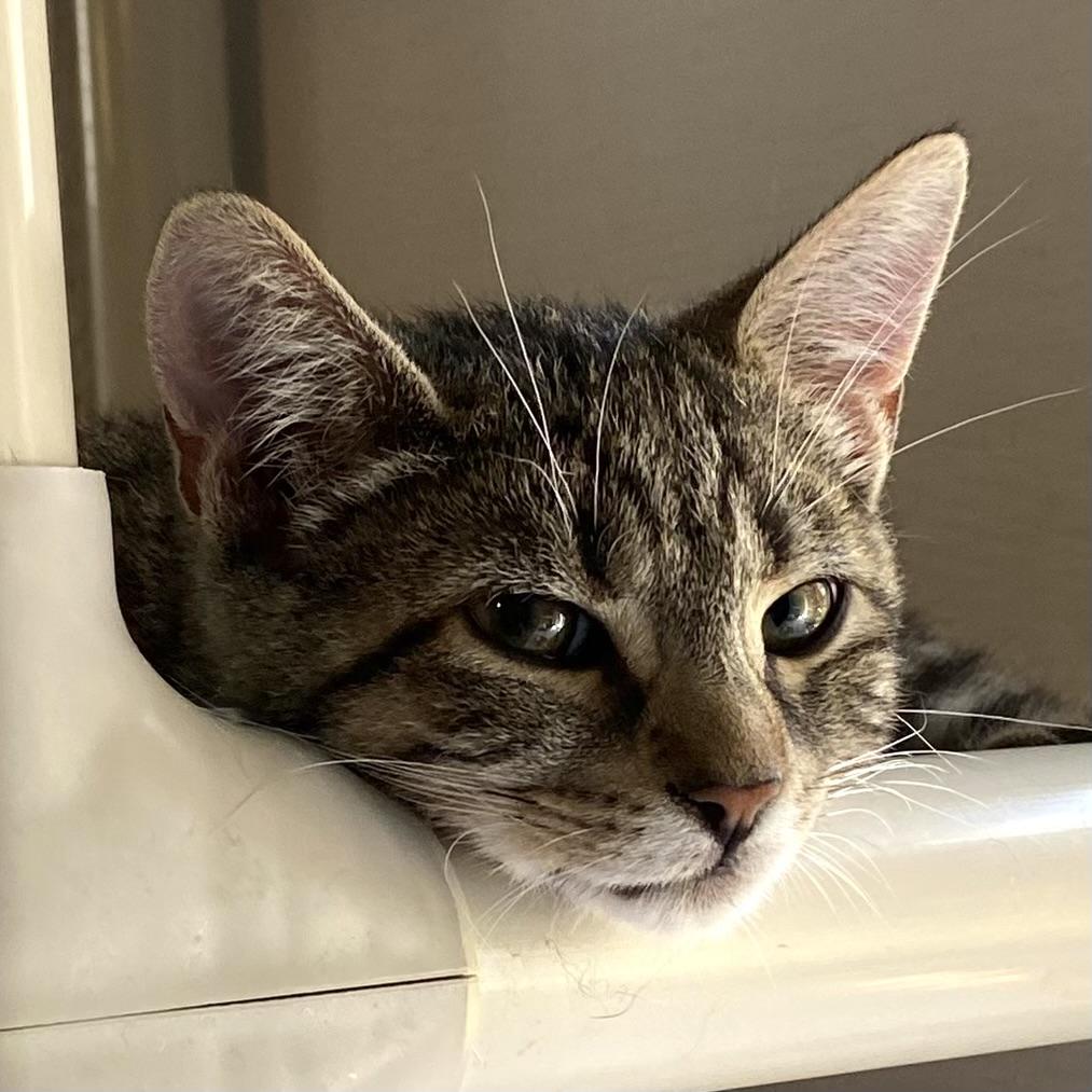 Alex, Adoptable, Kitten Male Tabby.