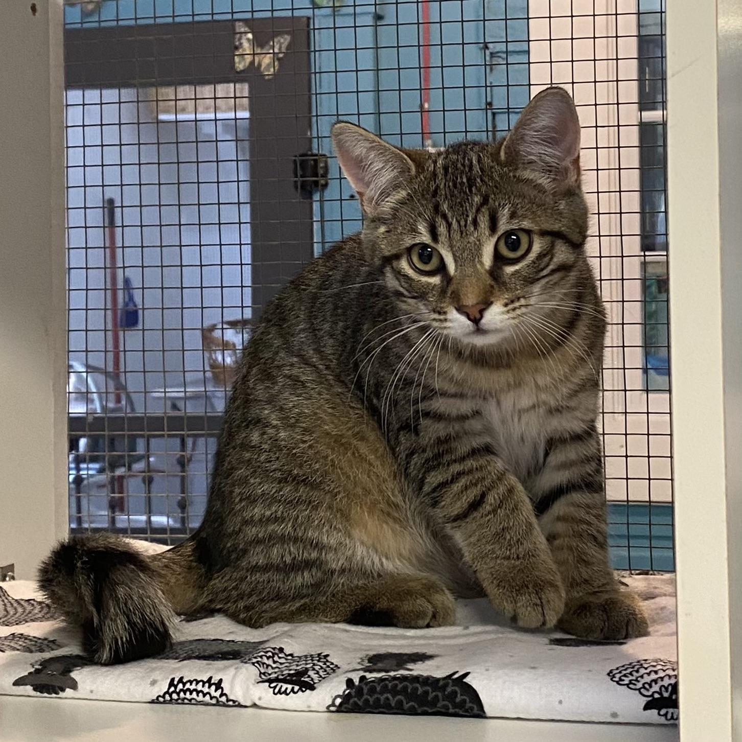Alex, a Adoptable Tabby in Stanstead, QC image 3/3