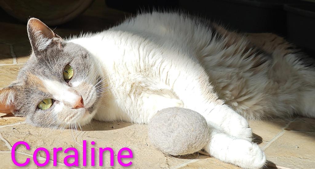 Coraline, Adoptable, Adult Female Domestic Short Hair.