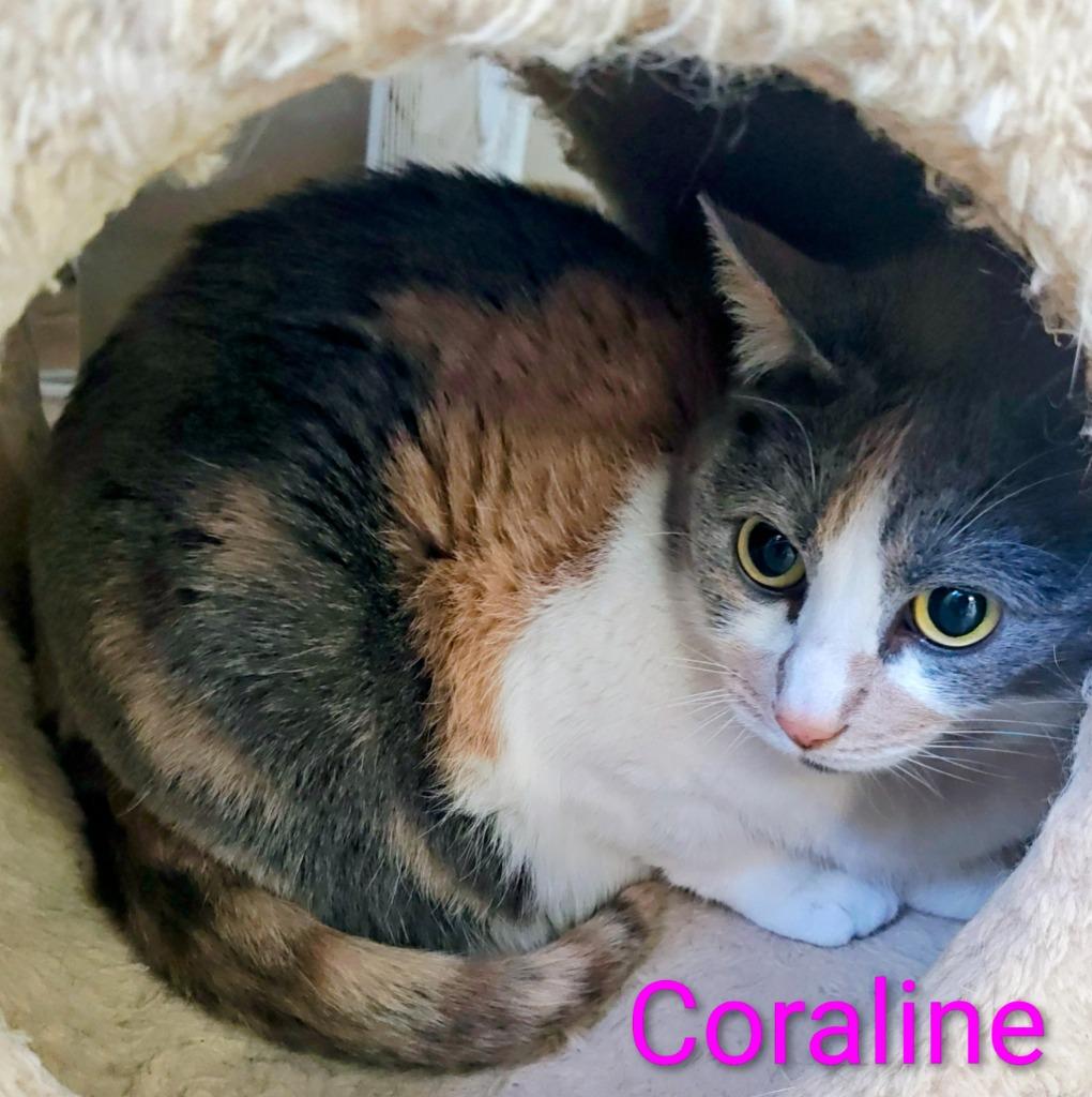 Coraline, a Adoptable mixed breed in Mena, AR image 2/3