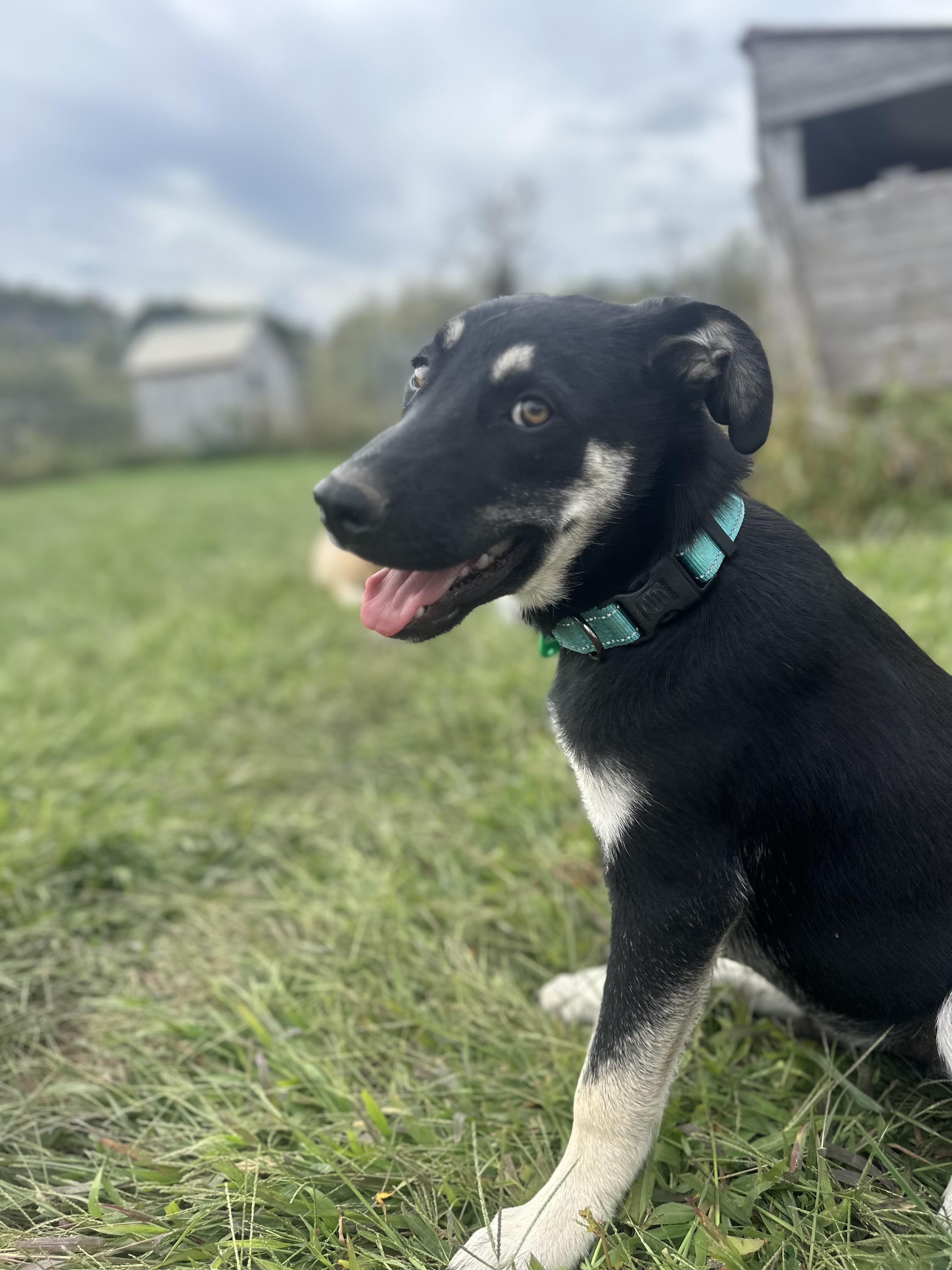 Bruce, a Adopted mixed breed in Moscow, PA image 1/5