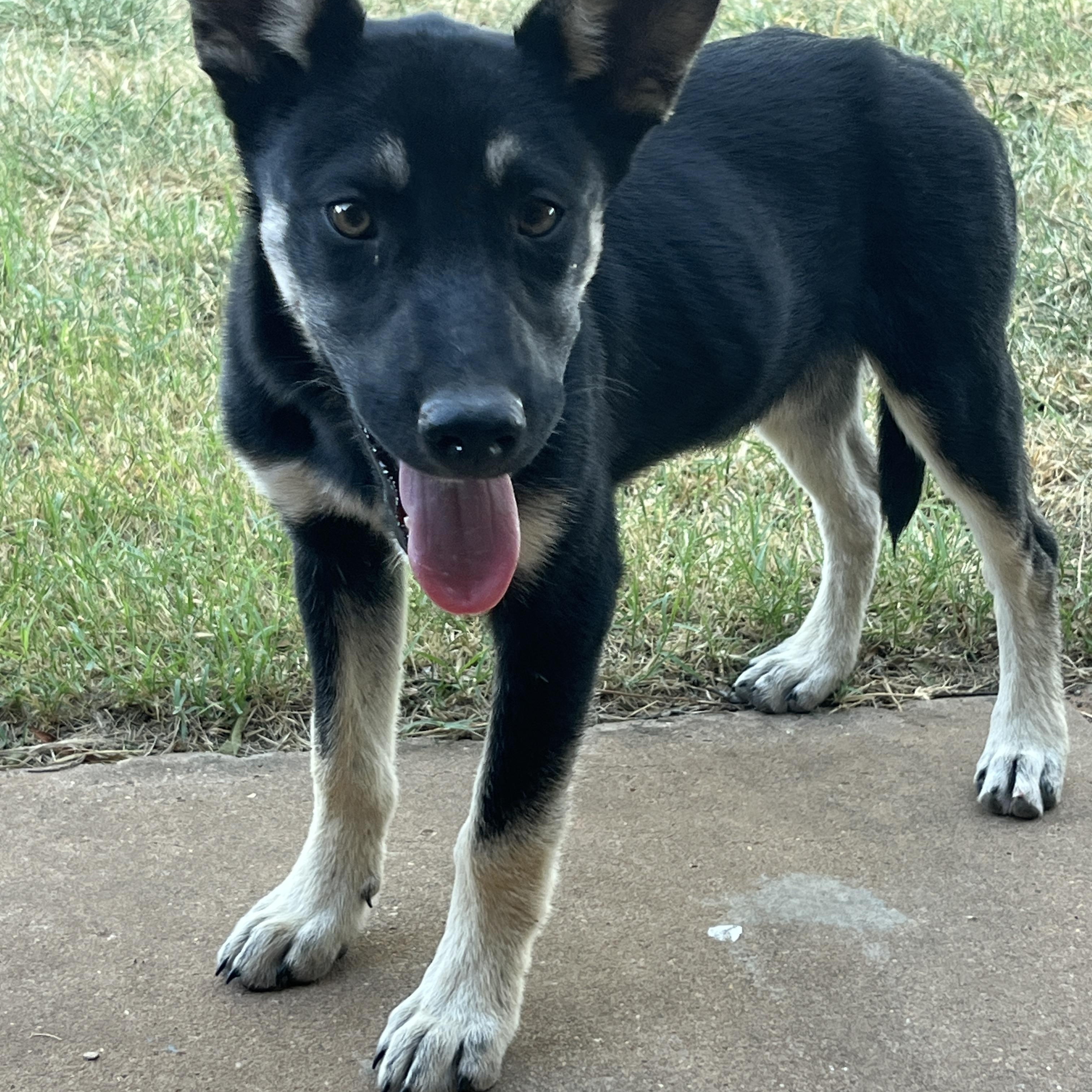 Bruce, a Adopted mixed breed in Moscow, PA image 2/5
