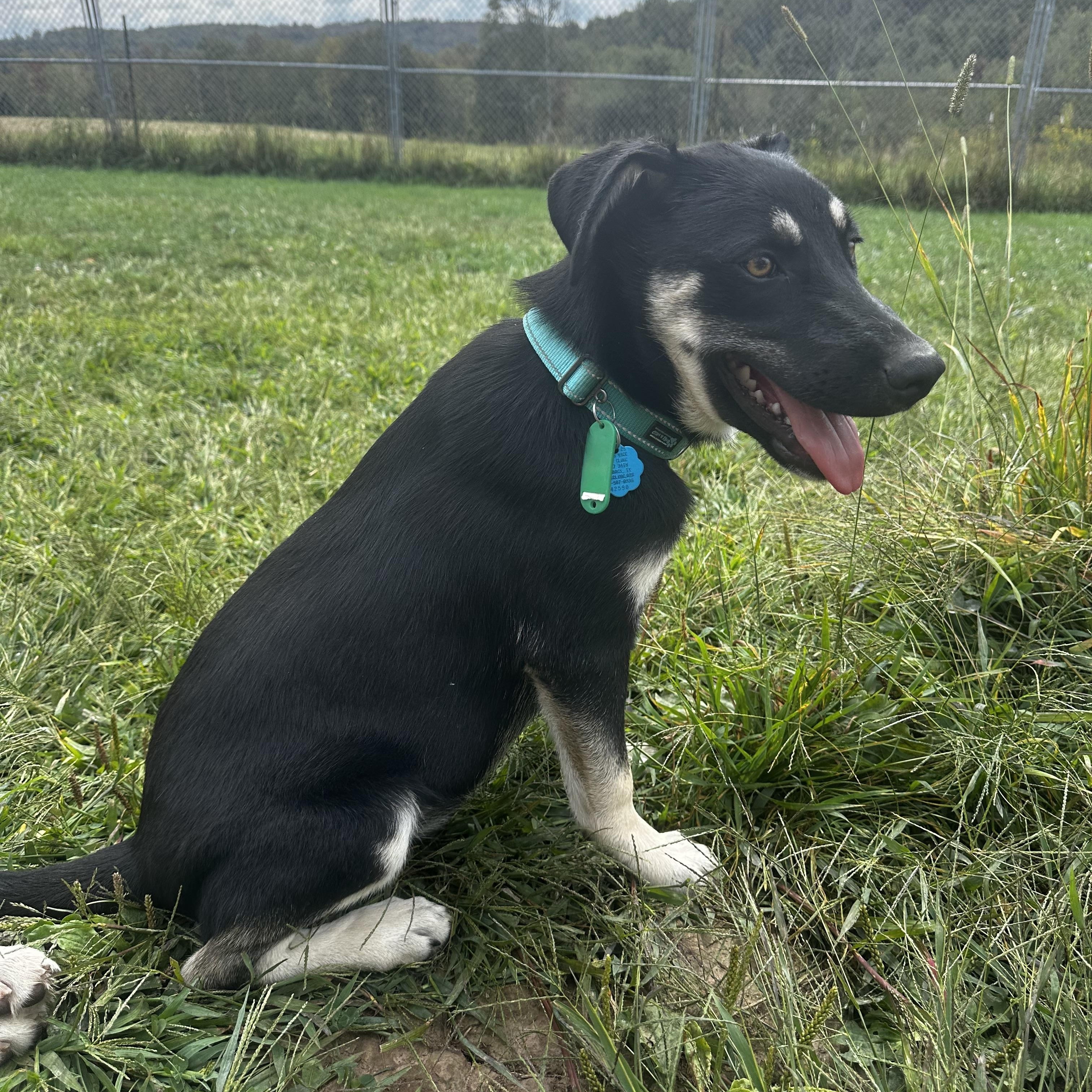 Bruce, a Adopted mixed breed in Moscow, PA image 3/5