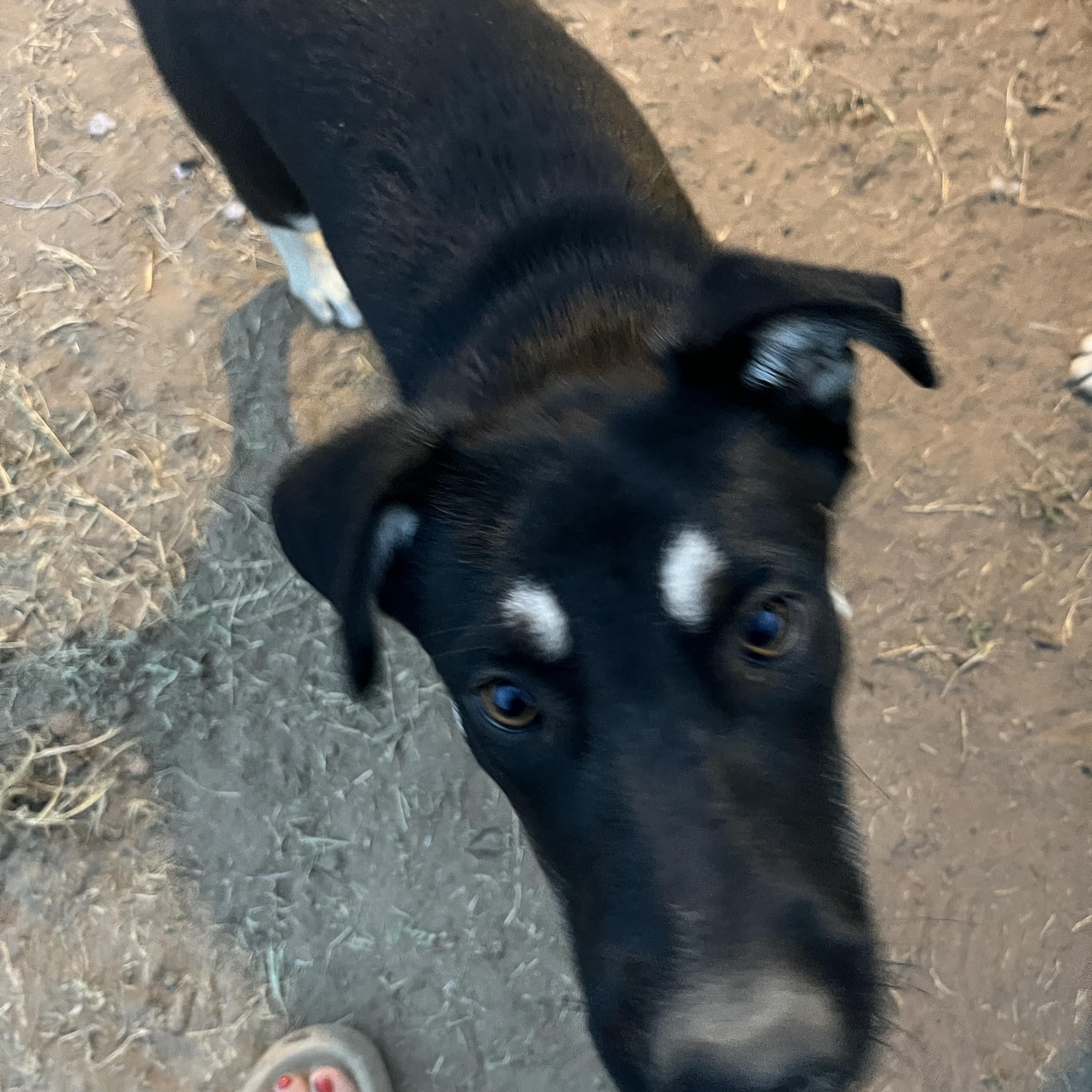 Bruce, a Adopted mixed breed in Moscow, PA image 4/5