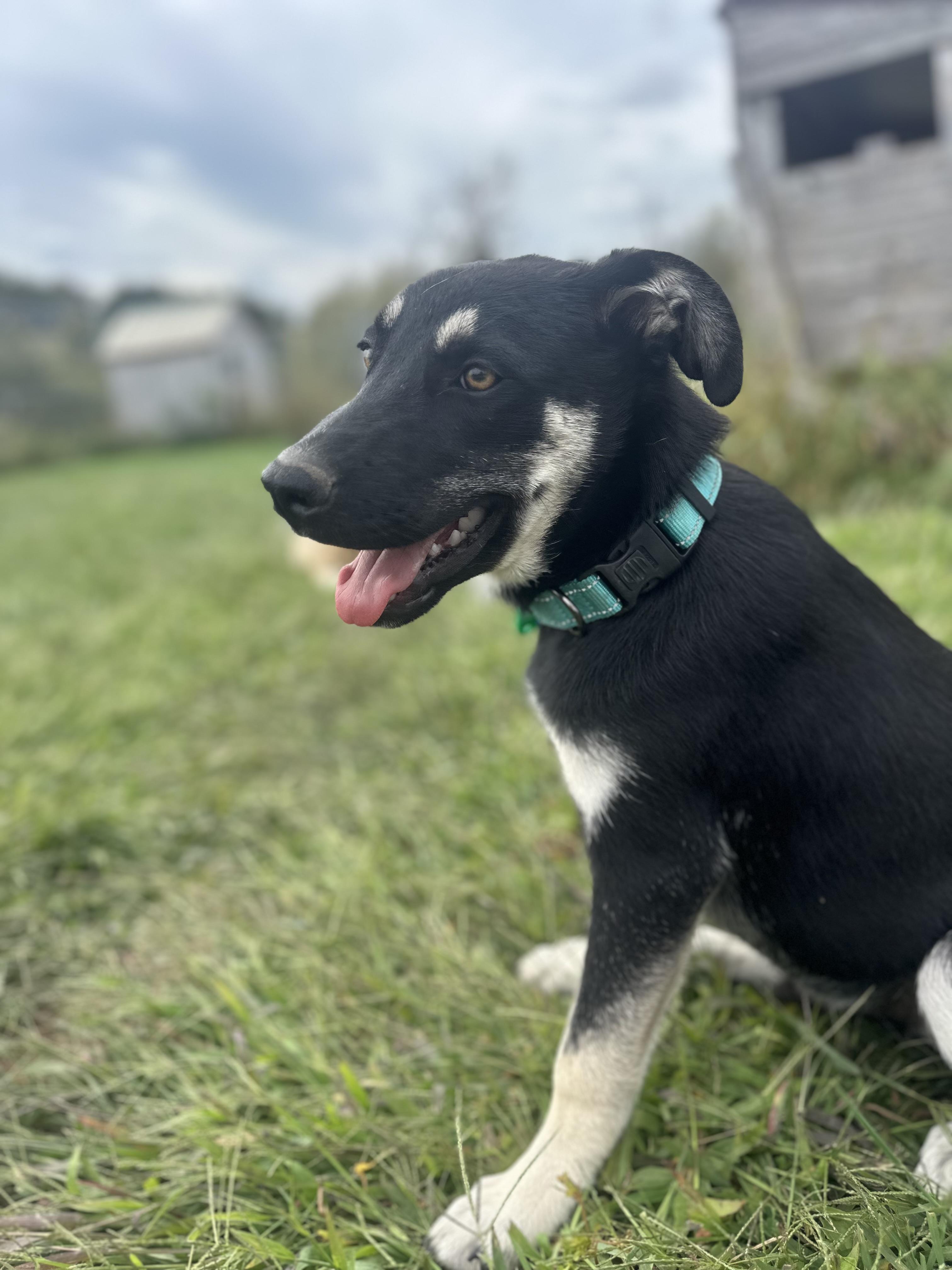 Bruce, a Adopted mixed breed in Moscow, PA image 5/5