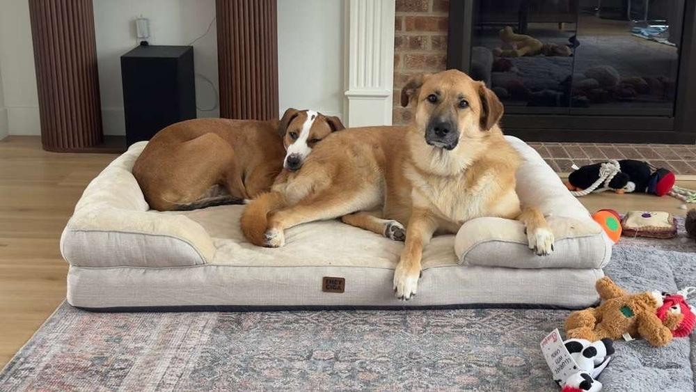 Eva, Adoptable, Adult Female Hound.