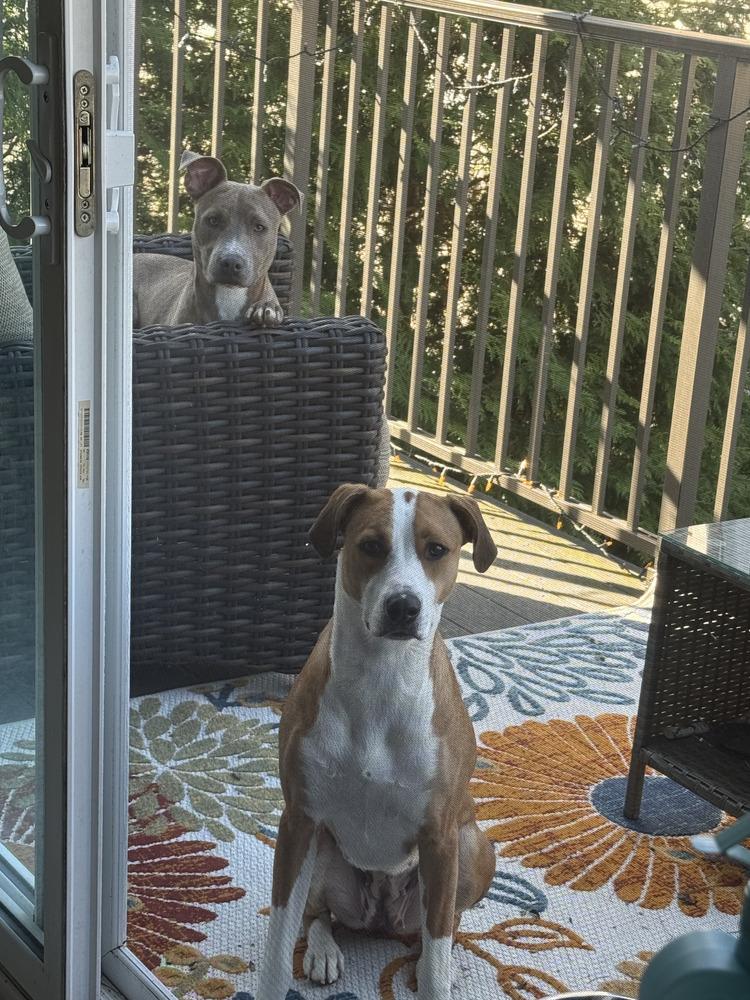 Enlarge Eva, a Adoptable mixed breed in Loveland, OH image 3/6