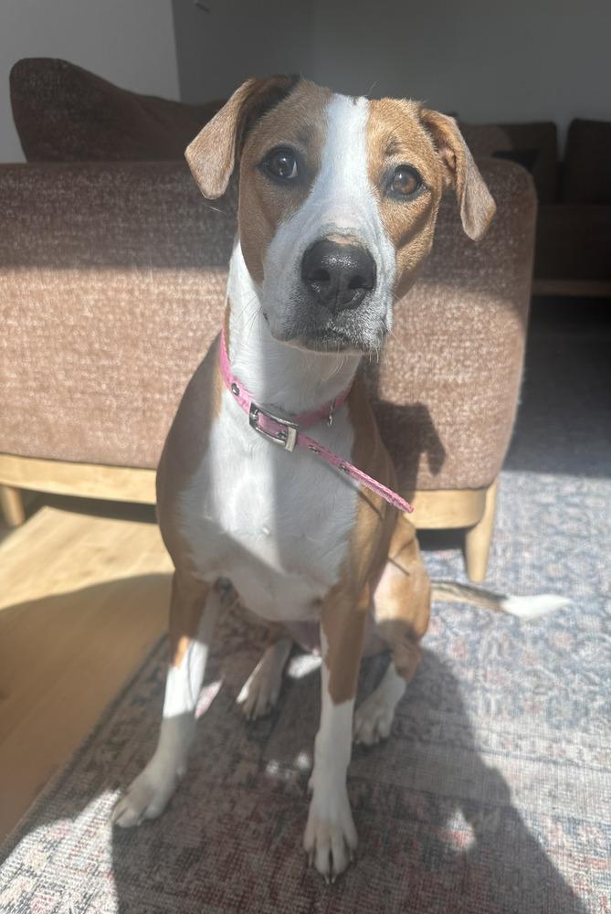 Eva, a Adoptable mixed breed in Loveland, OH image 3/5