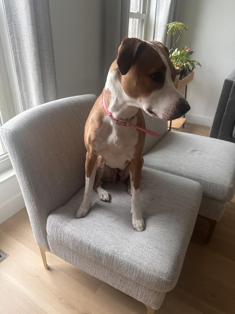 Eva, a Adoptable mixed breed in Loveland, OH image 4/5