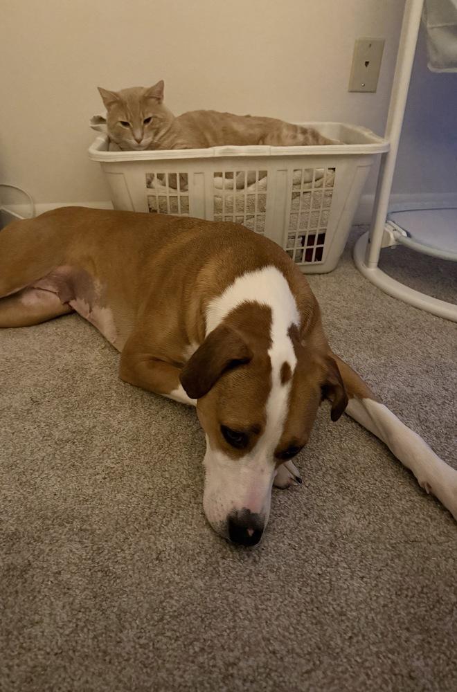 Enlarge Eva, a Adoptable mixed breed in Loveland, OH image 6/6