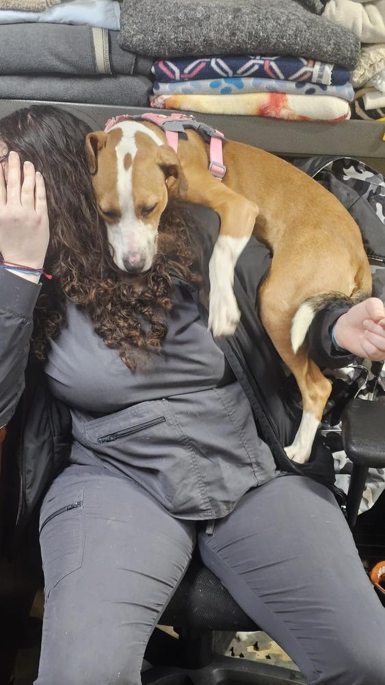 Eva, a Adoptable mixed breed in Loveland, OH image 5/5