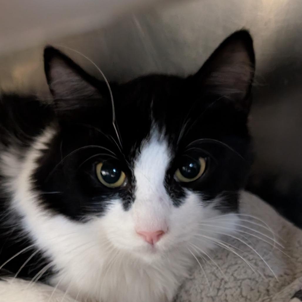 Kina, Adoptable, Young Male Domestic Short Hair & Manx.