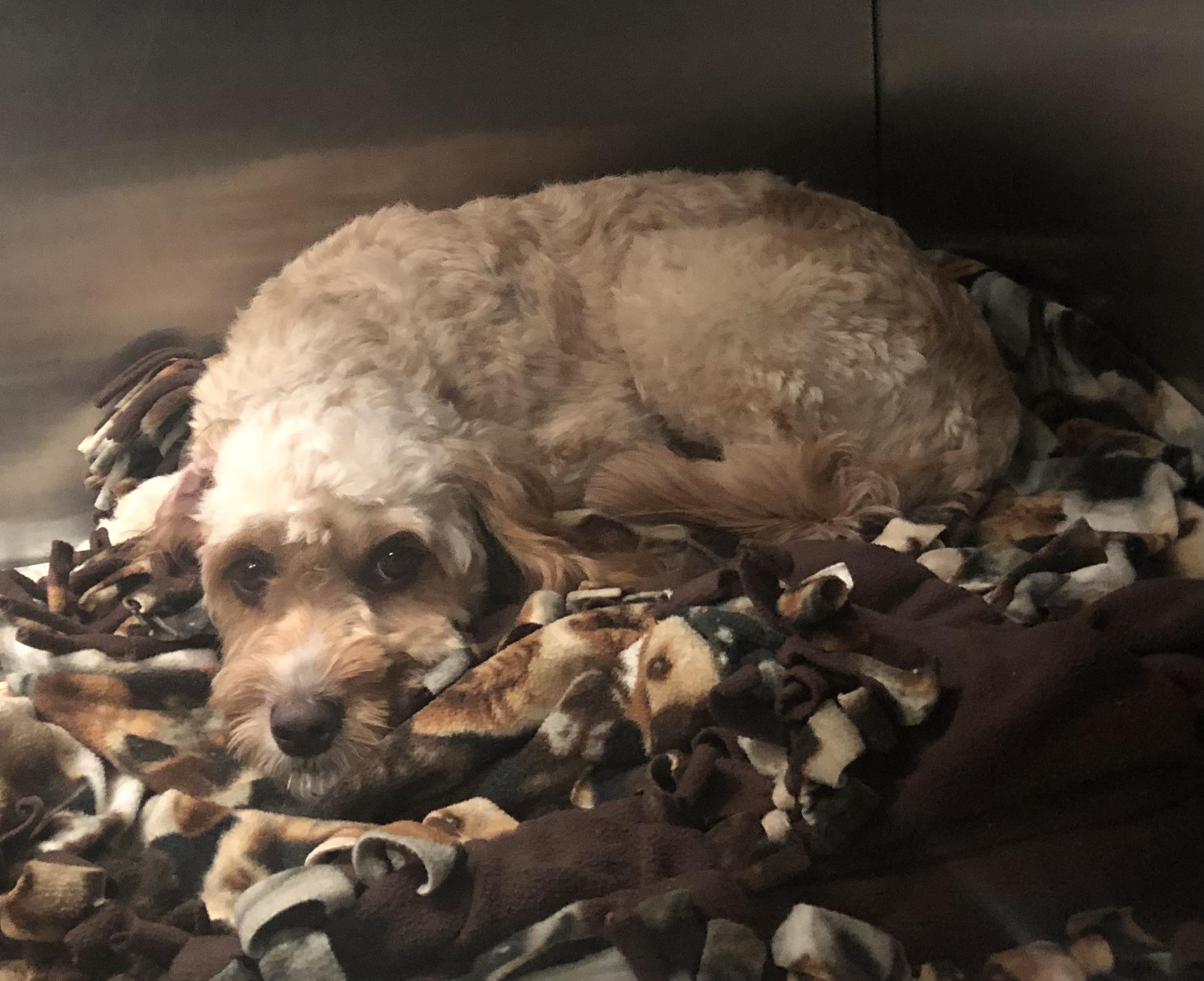 Josie, Adult Female Cavapoo