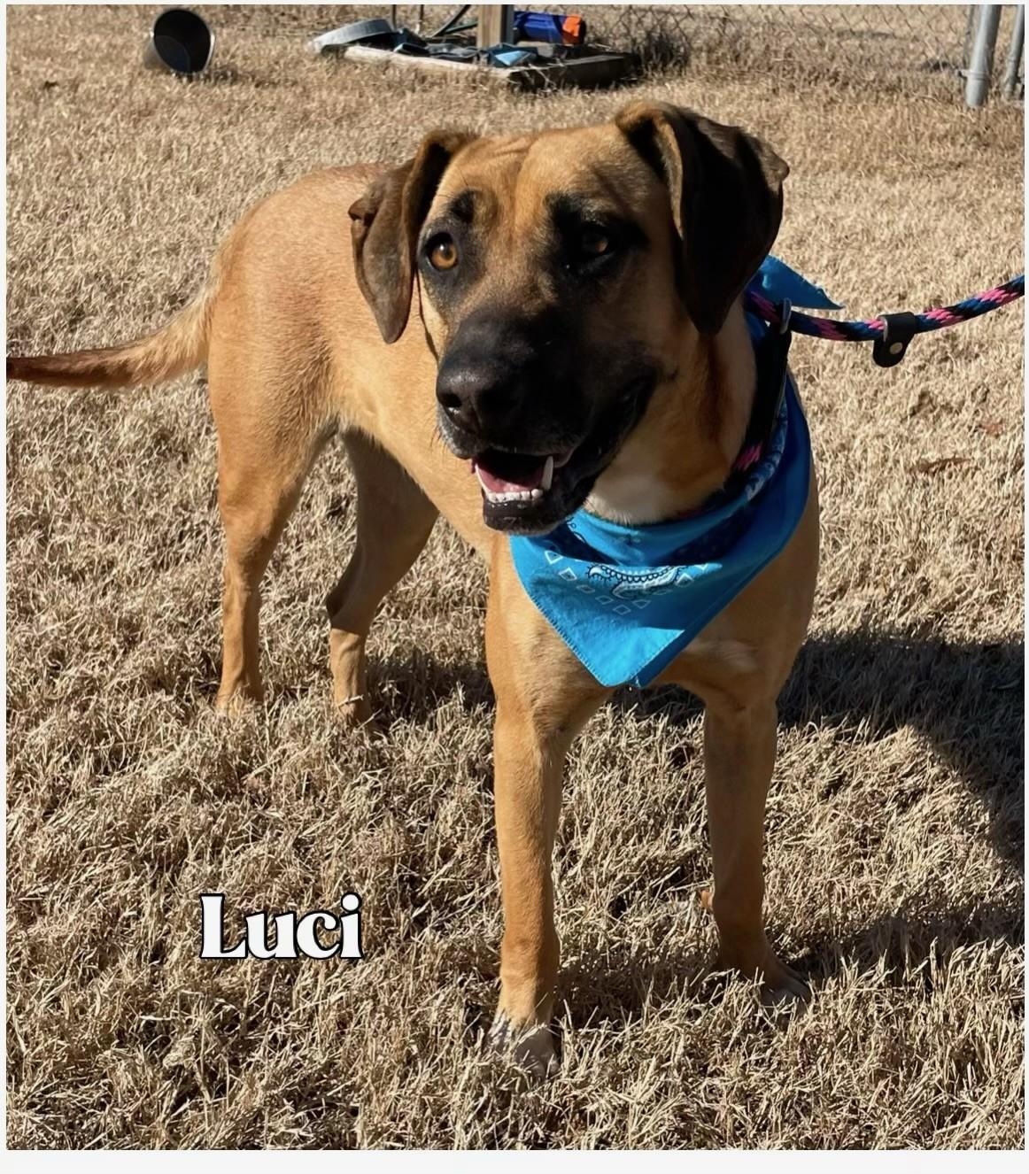 Luci, a Adoptable mixed breed in Woburn, MA image 3/6