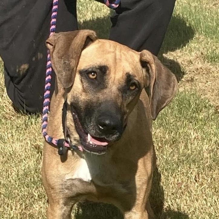 Luci, a Adoptable mixed breed in Woburn, MA image 4/6