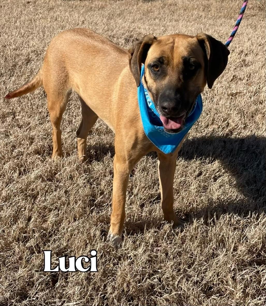 Luci, a Adoptable mixed breed in Woburn, MA image 2/6