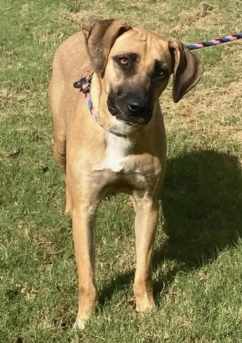 Luci, a Adoptable mixed breed in Woburn, MA image 6/6