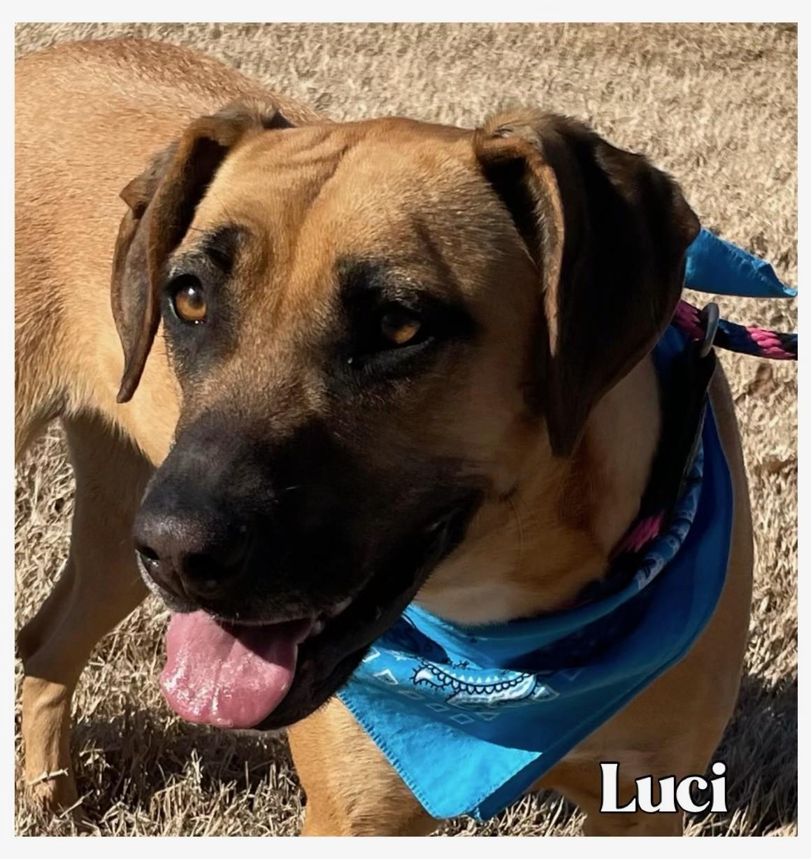 Luci, Adoptable, Adult Female Black Mouth Cur.