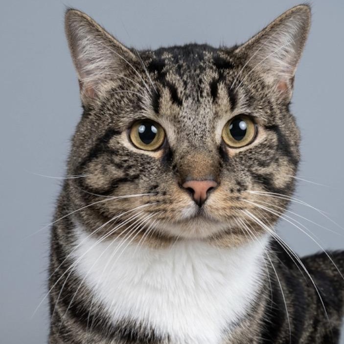 Enlarge Rhett, a ADOPTABLE Tabby in Claresholm, AB image 1/1