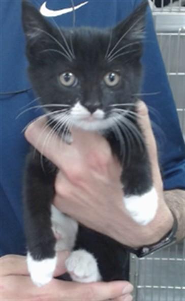 SALLY, Adoptable, Kitten Female Domestic Short Hair.
