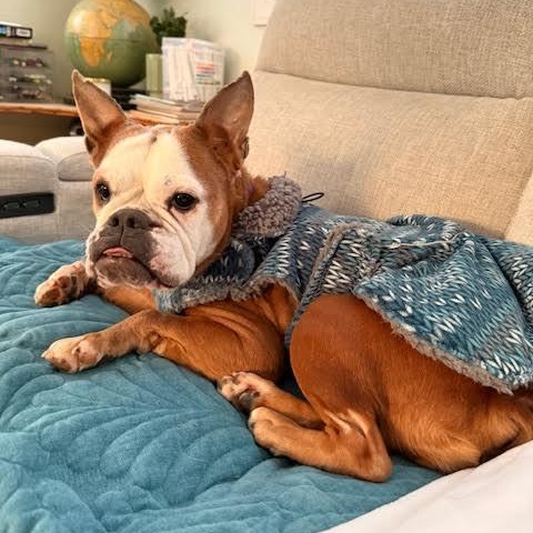 Enlarge Beefaroni, a ADOPTABLE mixed breed in Midlothian, VA image 4/6