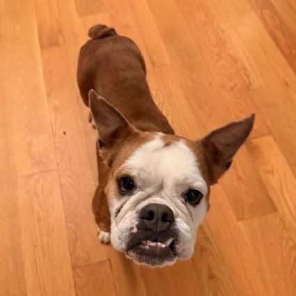 Enlarge Beefaroni, a ADOPTABLE mixed breed in Midlothian, VA image 5/6