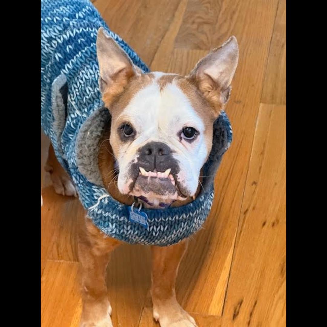 Enlarge Beefaroni, a ADOPTABLE mixed breed in Midlothian, VA image 3/6