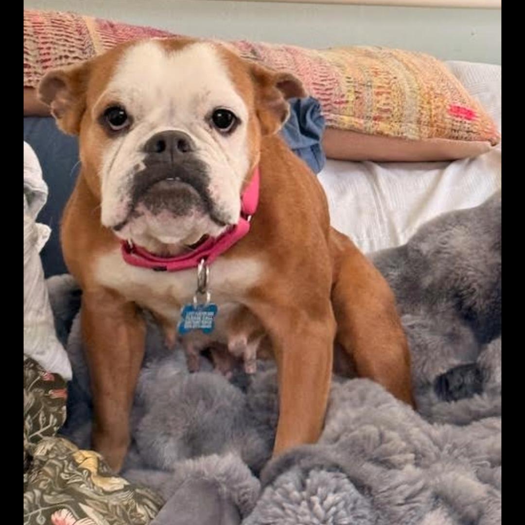 Enlarge Beefaroni, a ADOPTABLE mixed breed in Midlothian, VA image 6/6