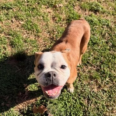Enlarge Beefaroni, a ADOPTABLE mixed breed in Midlothian, VA image 2/6