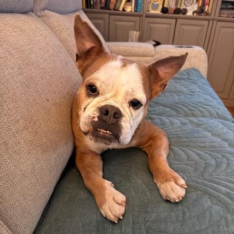 Beefaroni, ADOPTABLE, Adult Female Bulldog.