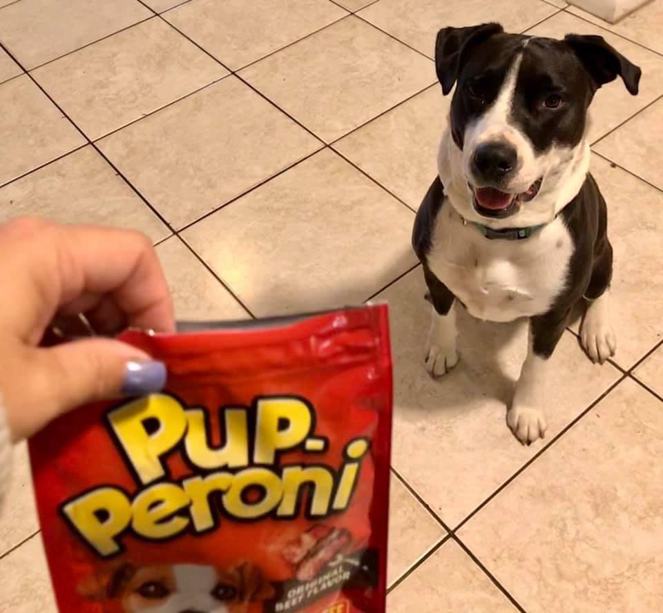 Boots, a Adoptable mixed breed in Margate, FL image 1/10