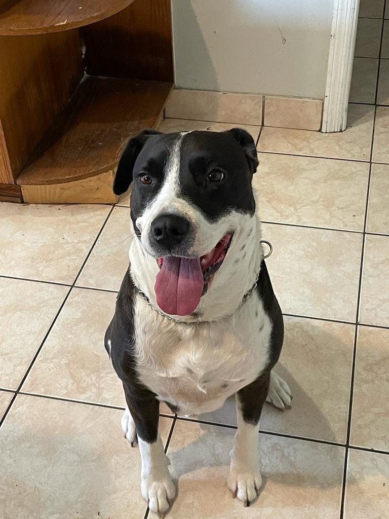 Boots, a Adoptable mixed breed in Margate, FL image 2/10