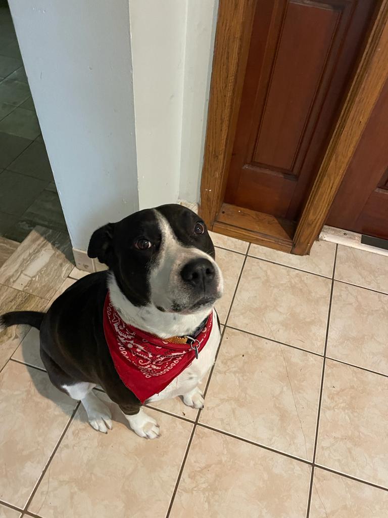 Boots, a Adoptable mixed breed in Margate, FL image 3/10