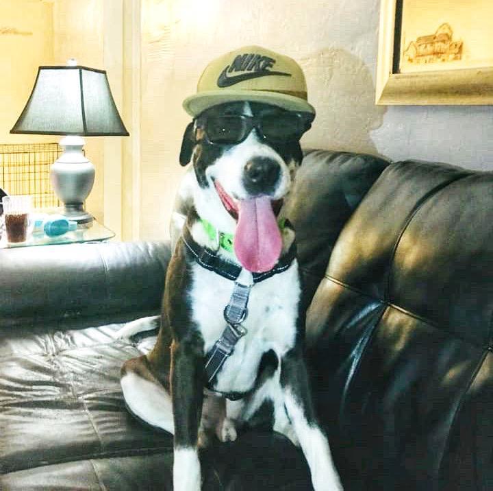 Boots, a Adoptable mixed breed in Margate, FL image 4/10