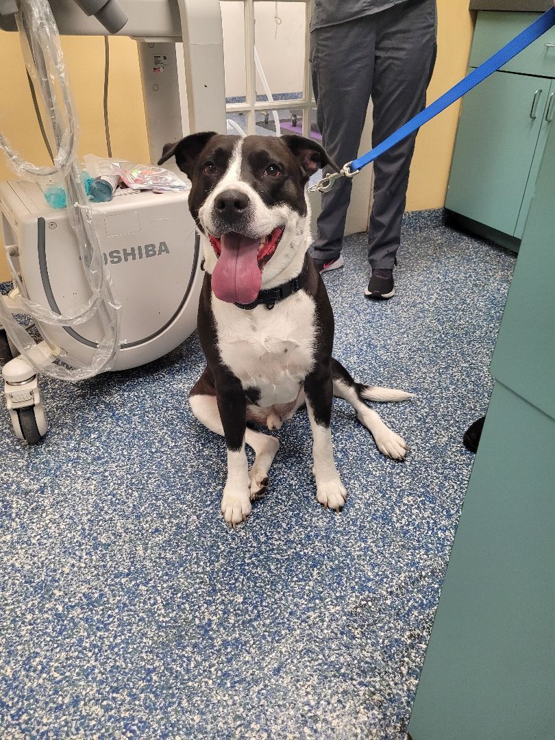 Boots, a Adoptable mixed breed in Margate, FL image 5/10