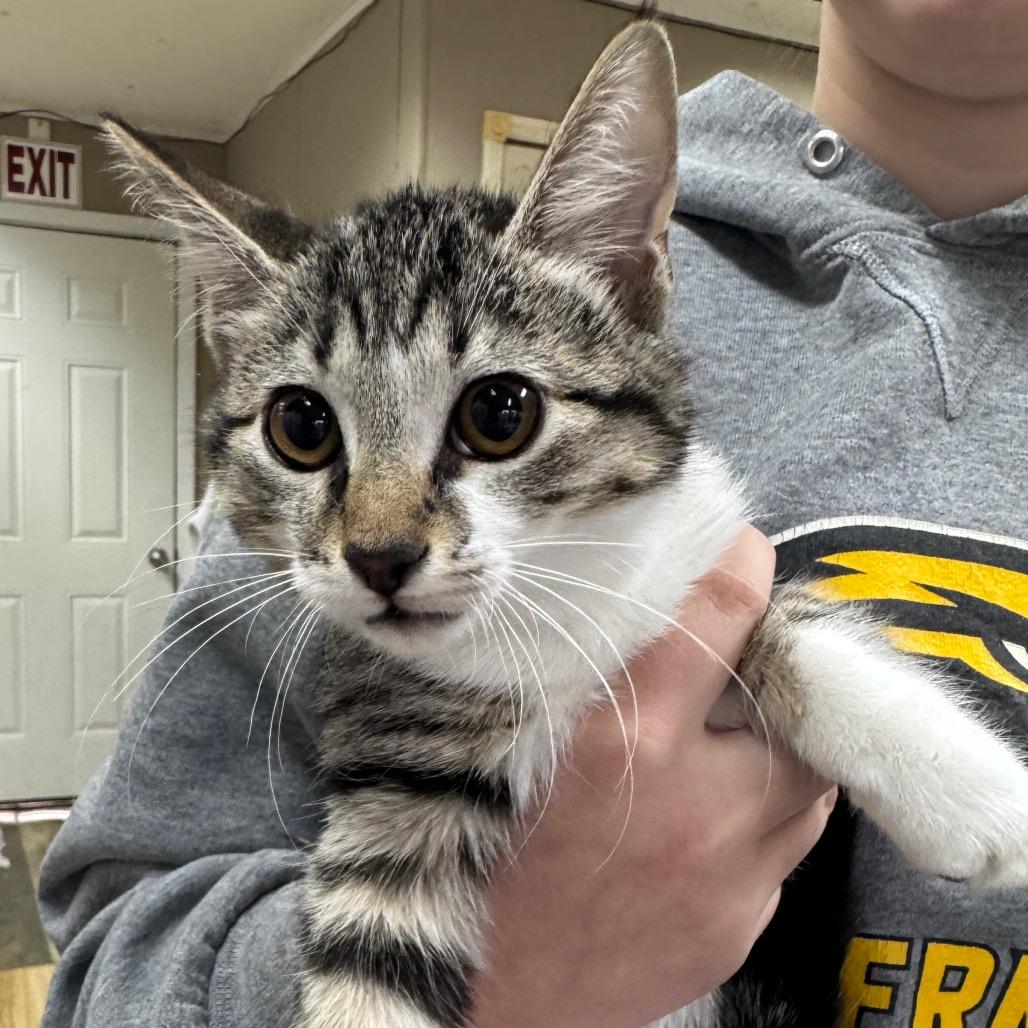 Will the Wise, Adoptable, Kitten Male Domestic Short Hair.