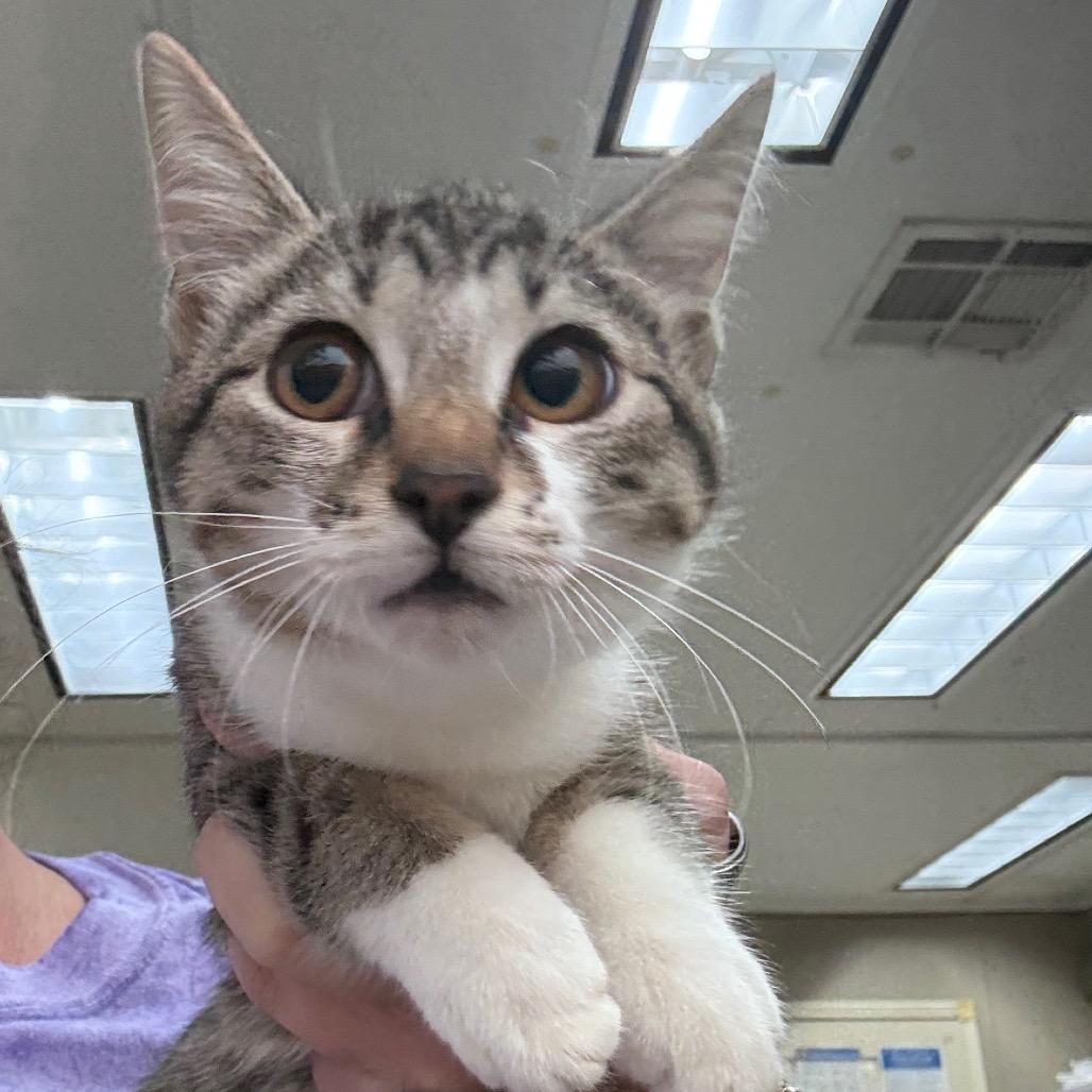 Enlarge Will the Wise, a Adoptable Domestic Short Hair in Hattiesburg, MS image 2/2