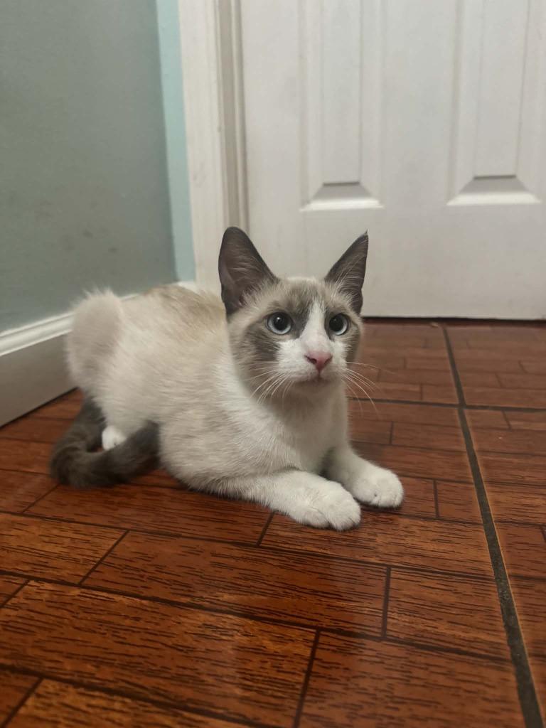 Enlarge Cinnamon (downey), a Adoptable Siamese in San Pedro, CA image 1/4