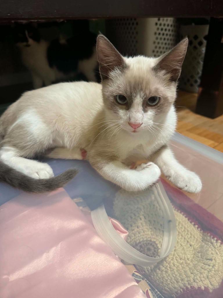 Enlarge Cinnamon (downey), a Adoptable Siamese in San Pedro, CA image 2/4