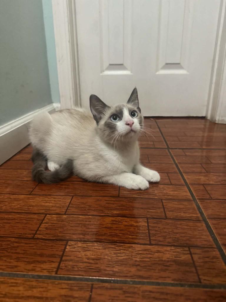 Enlarge Cinnamon (downey), a Adoptable Siamese in San Pedro, CA image 3/4