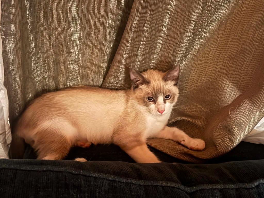 Enlarge Cinnamon (downey), a Adoptable Siamese in San Pedro, CA image 4/4