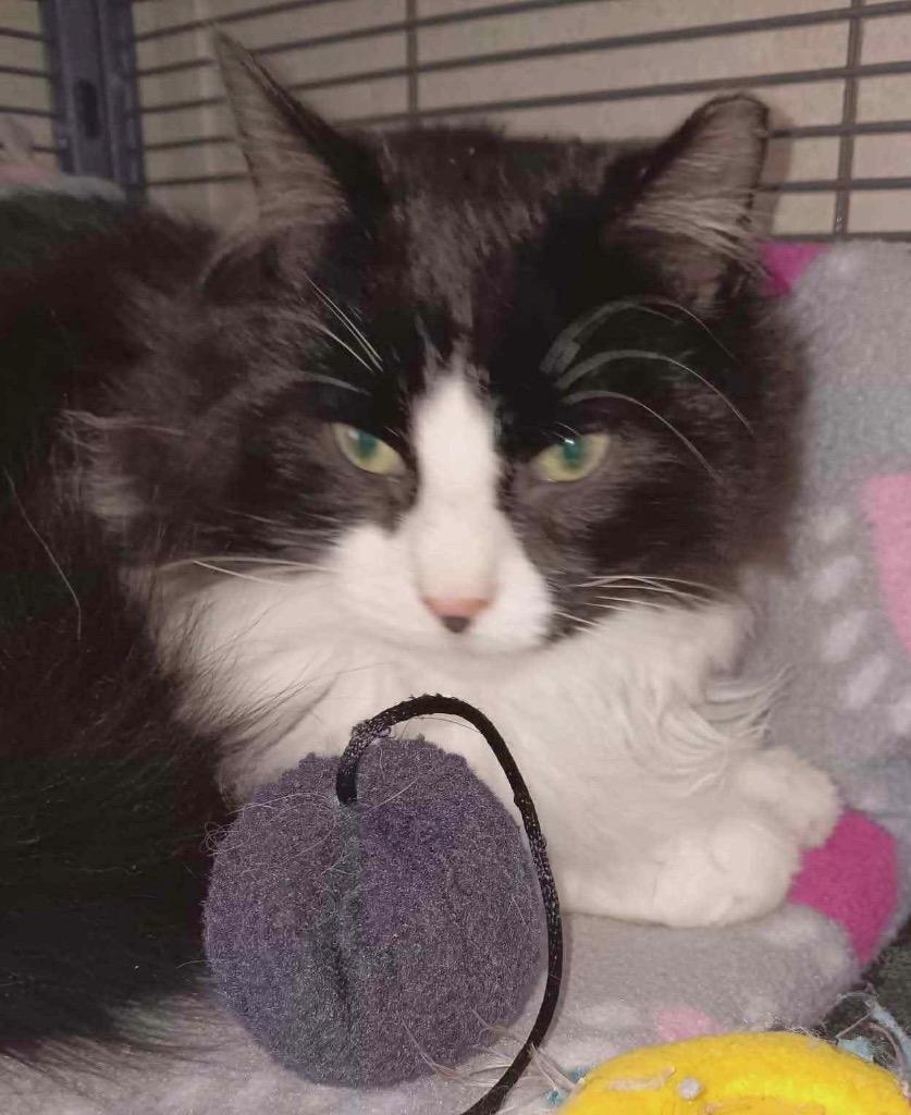 Enlarge Lux, a Adoptable mixed breed in Gorham, ME image 1/5