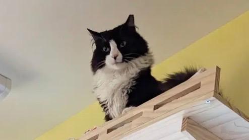 Enlarge Lux, a Adoptable mixed breed in Gorham, ME image 2/5