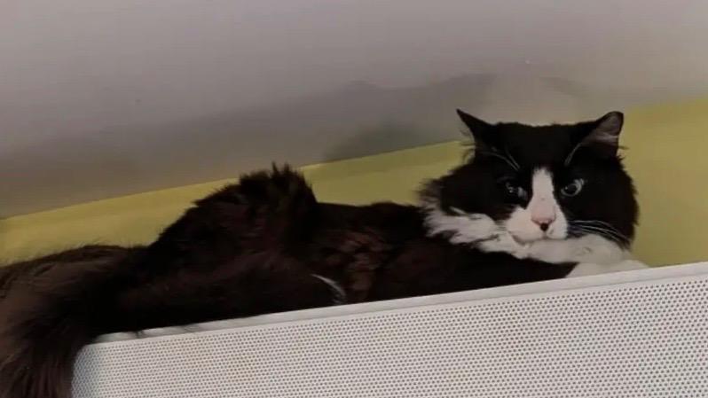 Enlarge Lux, a Adoptable mixed breed in Gorham, ME image 3/5