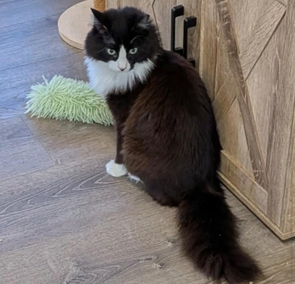 Enlarge Lux, a Adoptable mixed breed in Gorham, ME image 4/5