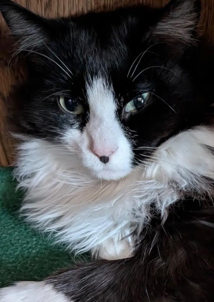 Enlarge Lux, a Adoptable mixed breed in Gorham, ME image 5/5